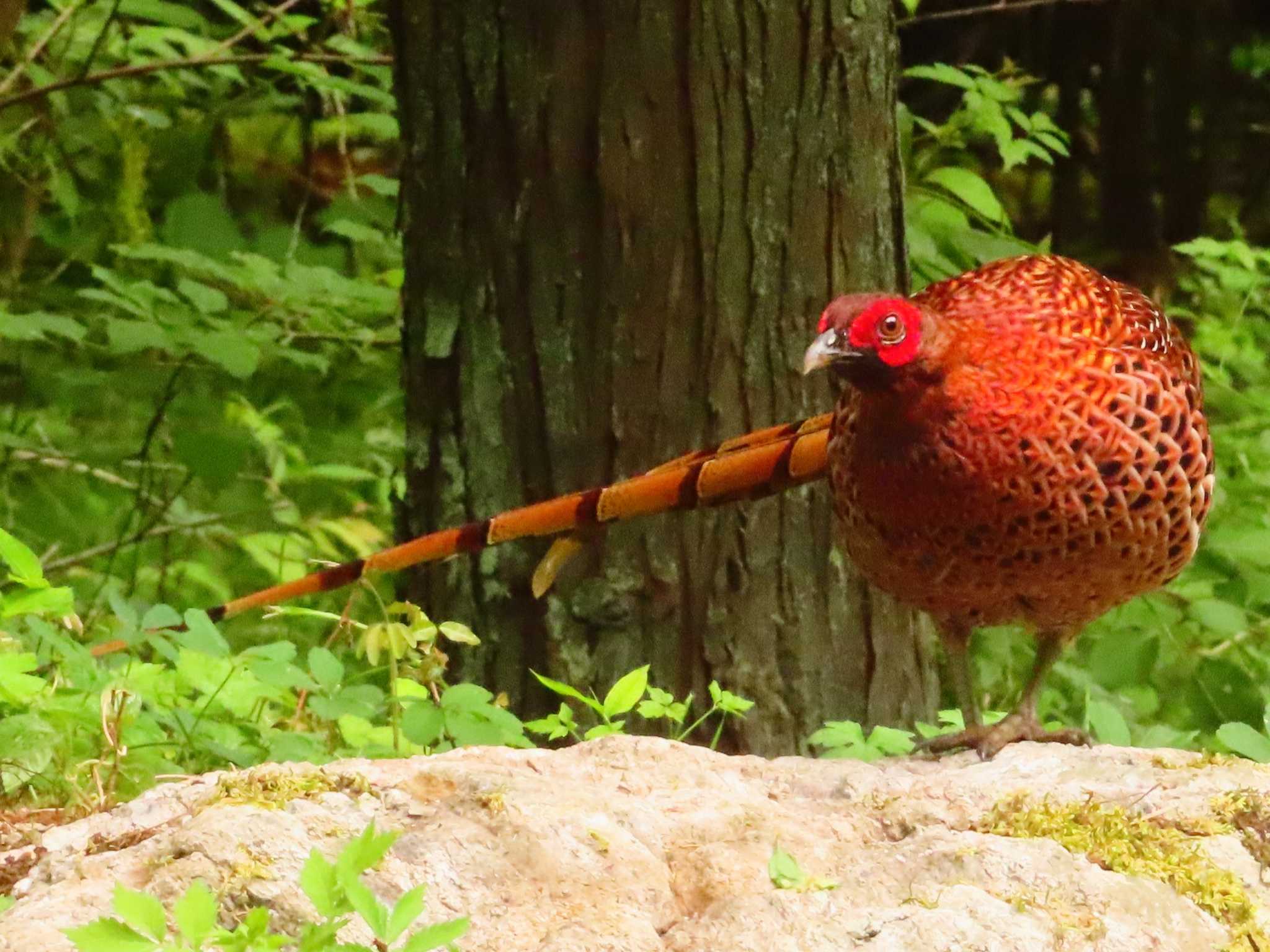 Photo of Copper Pheasant at 養沢川 by ゆ