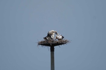 Oriental Stork 神栖市 Thu, 5/30/2024