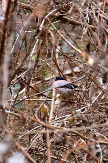 2019年1月12日(土) 神奈川県愛甲郡清川村の野鳥観察記録