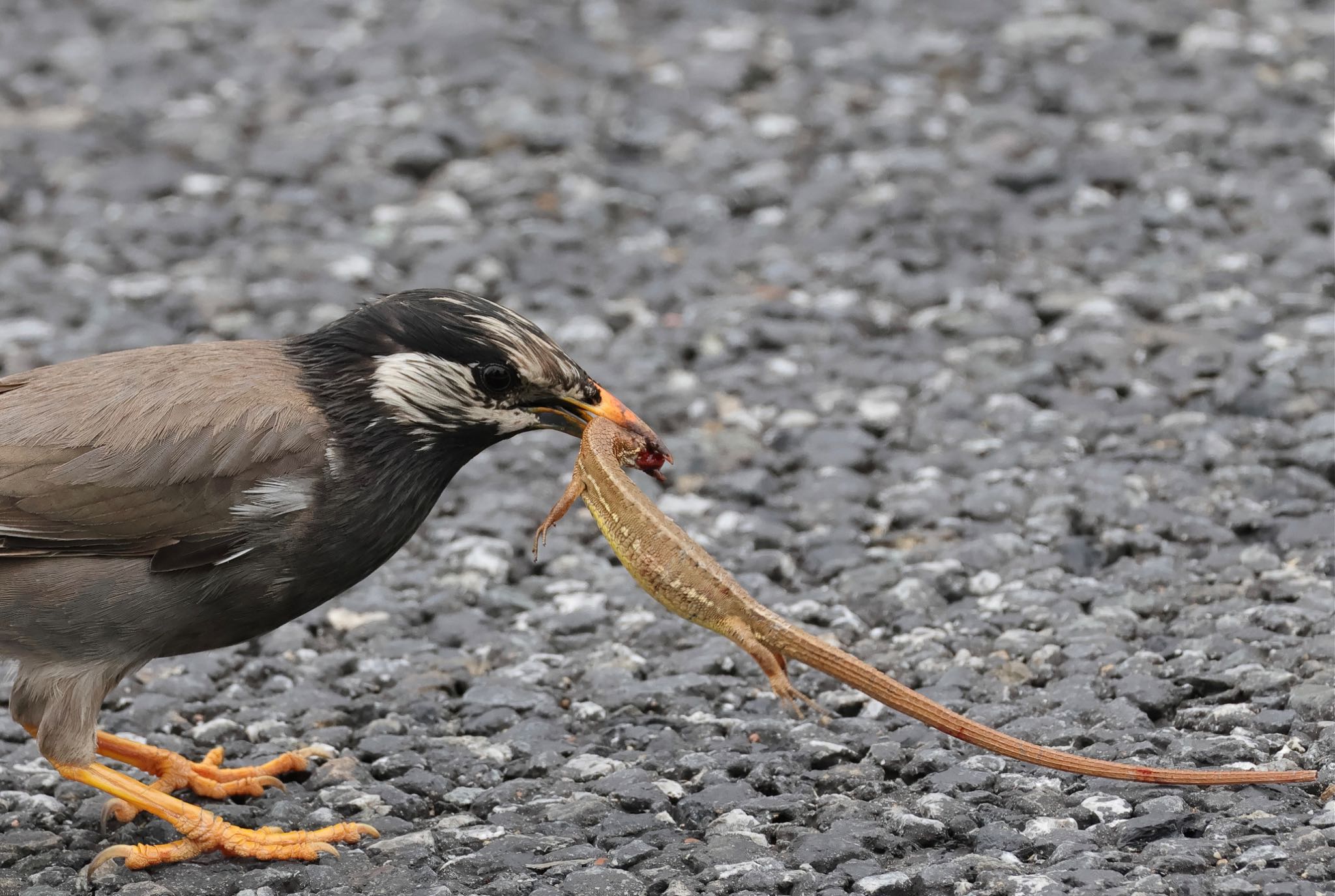 White-cheeked Starling