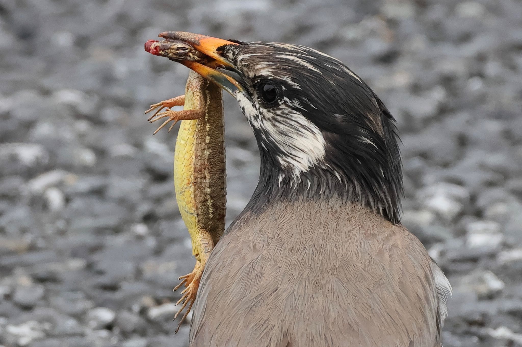 White-cheeked Starling