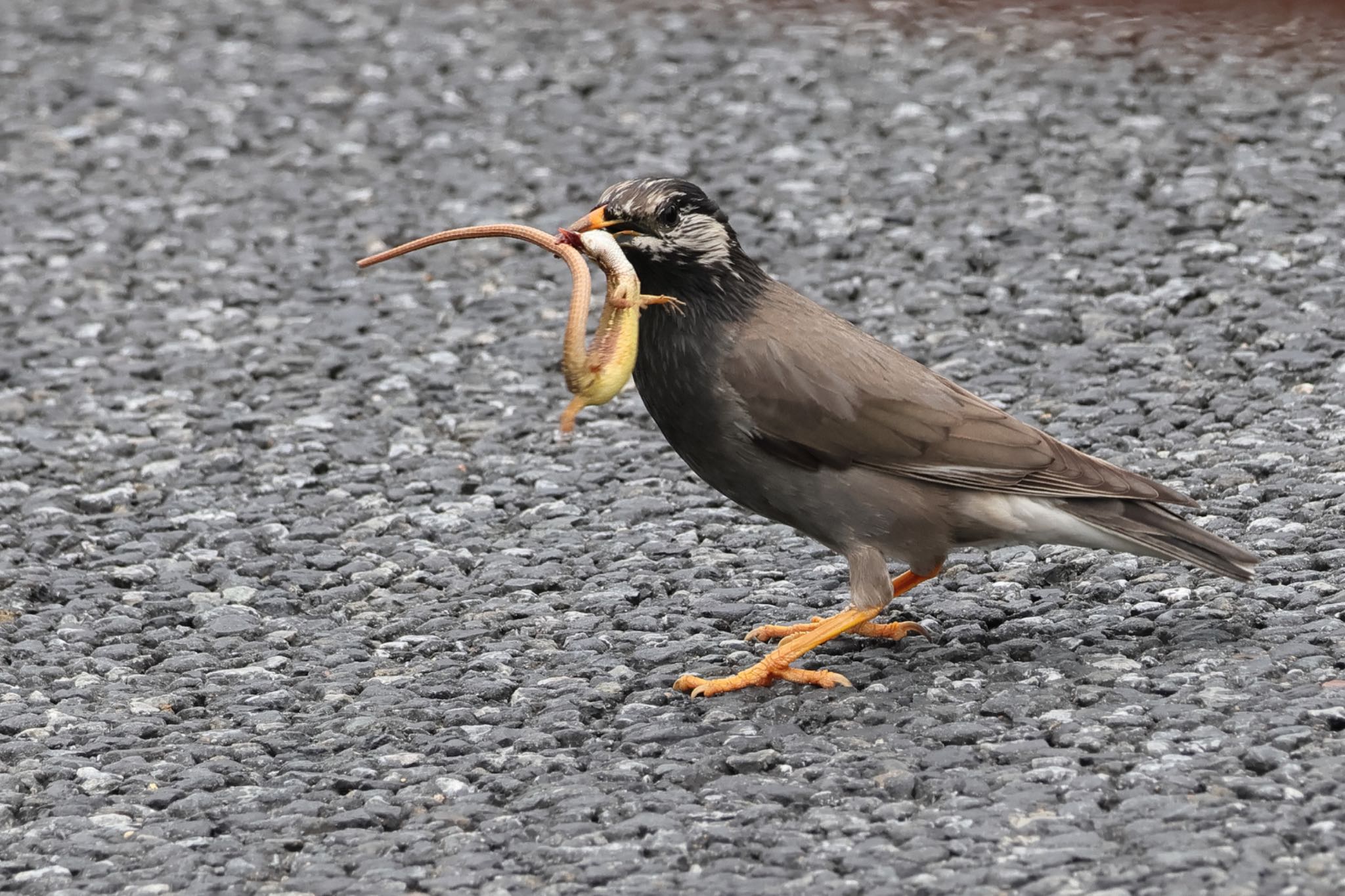 White-cheeked Starling