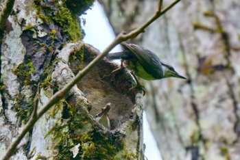 Eurasian Nuthatch Togakushi Forest Botanical Garden Tue, 5/28/2024