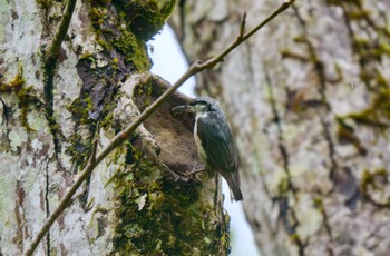 Eurasian Nuthatch Togakushi Forest Botanical Garden Tue, 5/28/2024