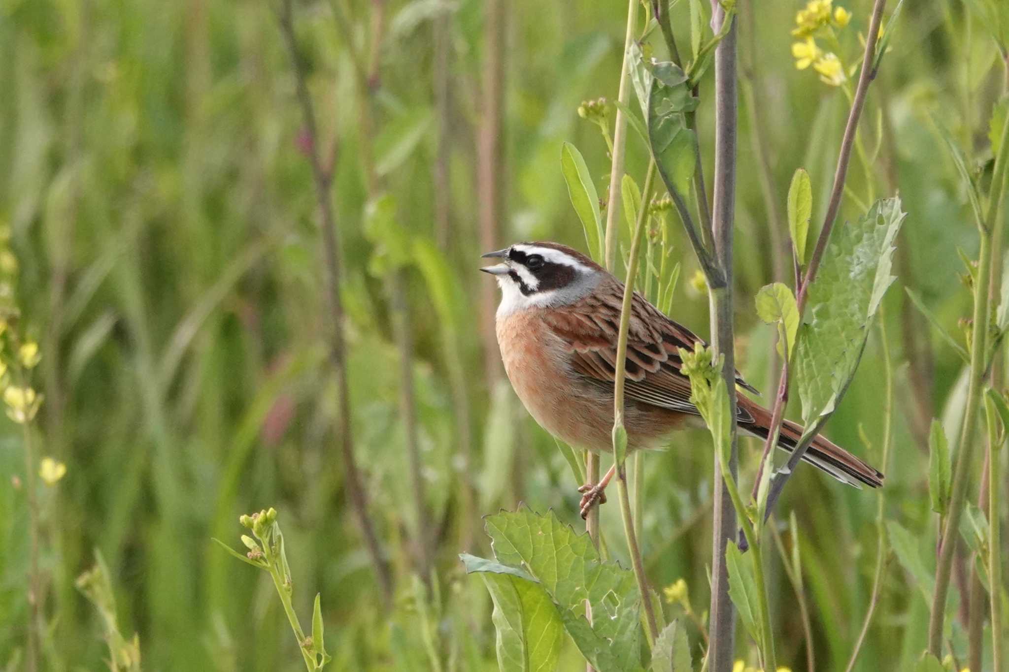 Photo of Meadow Bunting at 淀川河川公園 by ゆかゆ