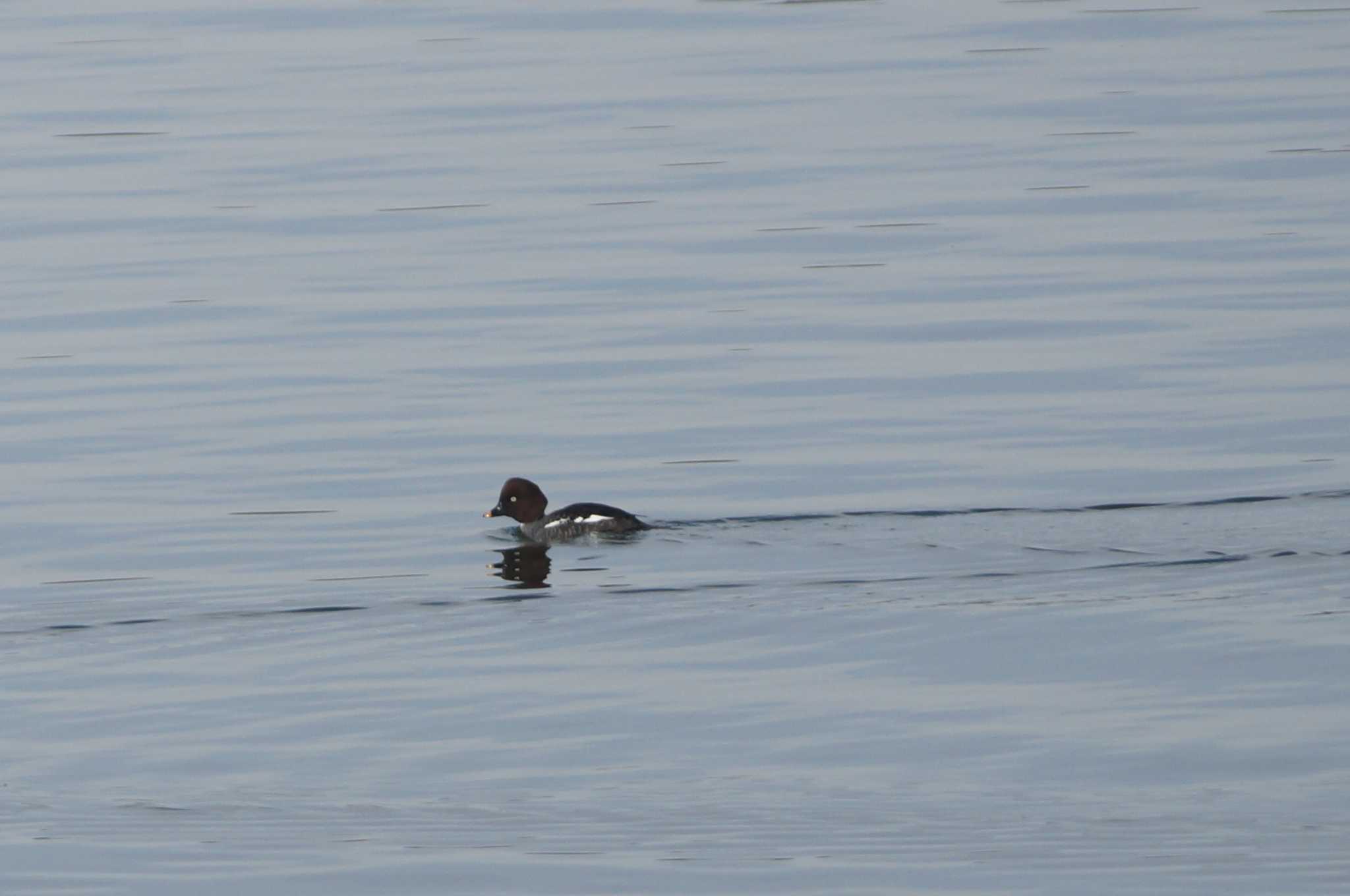 Common Goldeneye