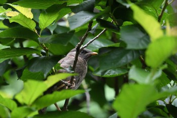 Fri, 5/31/2024 Birding report at 妙正寺川