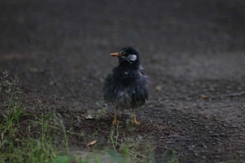 White-cheeked Starling Yatsu-higata Sat, 6/1/2024