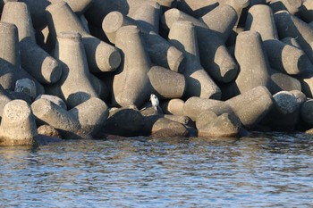 Grey Heron ながはま特設市(静岡県,熱海市) Sat, 12/2/2023