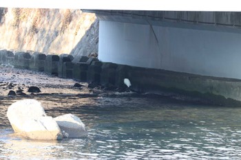 Sat, 12/2/2023 Birding report at ながはま特設市(静岡県,熱海市)