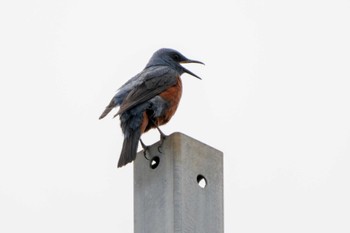 Blue Rock Thrush 近所 Thu, 5/23/2024