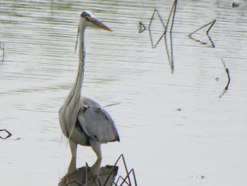 Grey Heron 芝川第一調節池(芝川貯水池) Sat, 6/1/2024