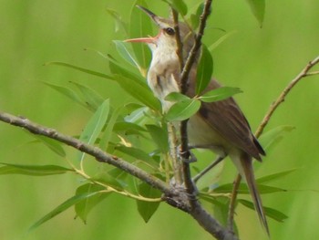 Oriental Reed Warbler 芝川第一調節池(芝川貯水池) Sat, 6/1/2024