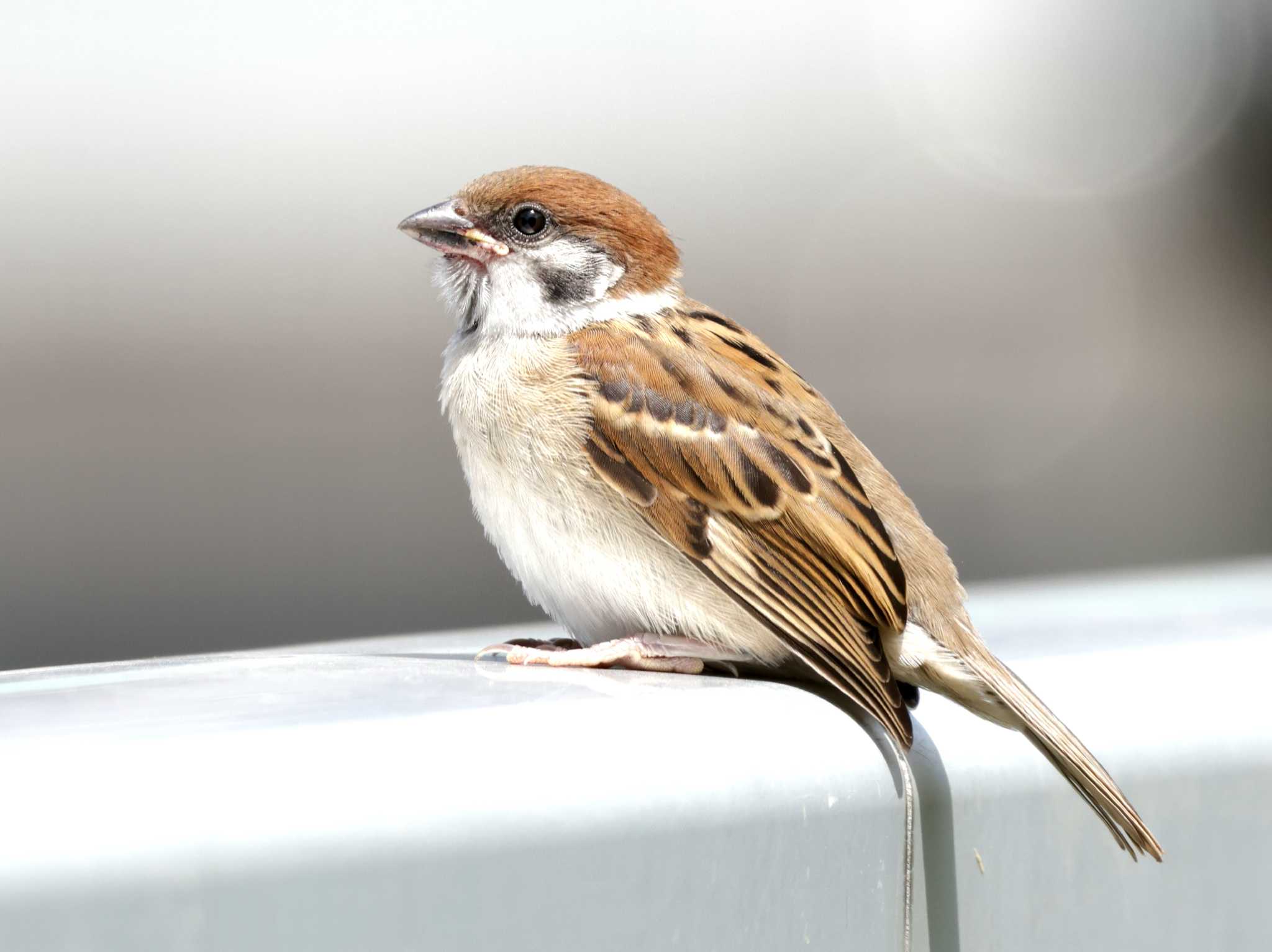 Photo of Eurasian Tree Sparrow at ギャザリアビオガーデン　フジクラ木場千年の森 by しろくま