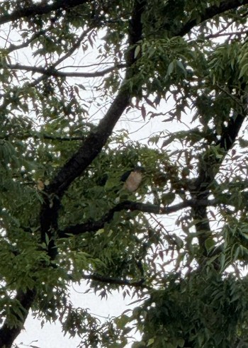 Sat, 6/1/2024 Birding report at 徒歩圏内n(23区西部)