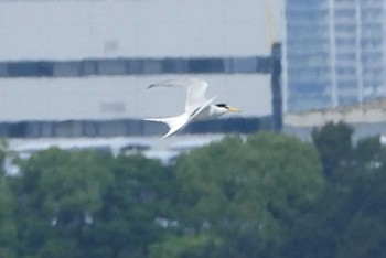 2024年6月1日(土) 葛西臨海公園の野鳥観察記録