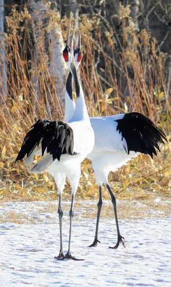 タンチョウ 鶴居村 2019年1月13日(日)