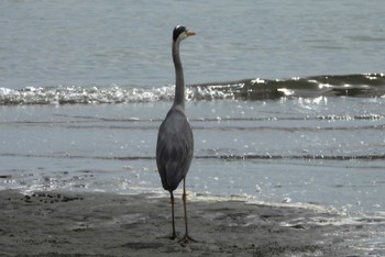 Grey Heron Kasai Rinkai Park Sat, 6/1/2024