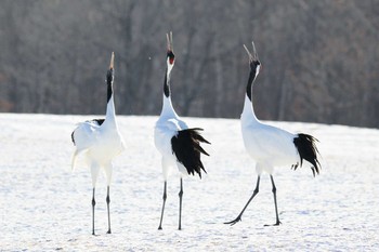 タンチョウ 鶴居村 2019年1月13日(日)