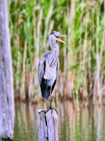 Grey Heron Kasai Rinkai Park Sat, 6/1/2024