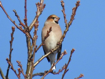 2019年1月13日(日) 円山公園の野鳥観察記録