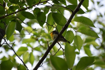 Narcissus Flycatcher 庄内緑地公園 Sat, 6/1/2024