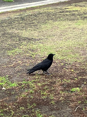 Carrion Crow 山下公園 Fri, 5/31/2024