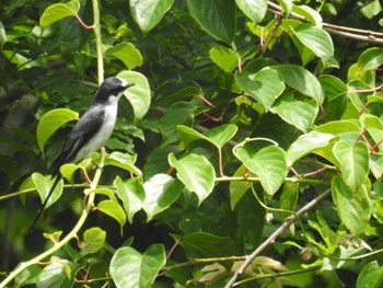 Sat, 6/1/2024 Birding report at Hayatogawa Forest Road