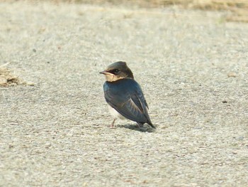 2024年6月1日(土) 明石市の野鳥観察記録