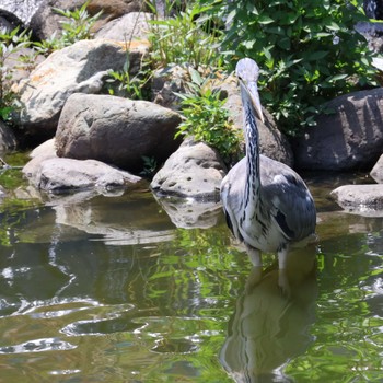 Grey Heron Mizumoto Park Sat, 6/1/2024