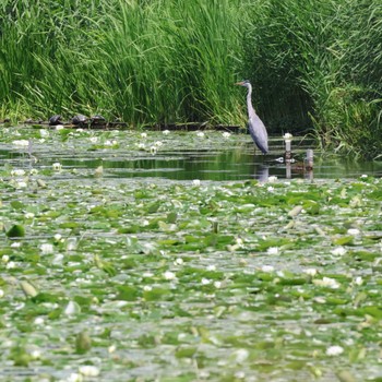 Grey Heron Mizumoto Park Sat, 6/1/2024