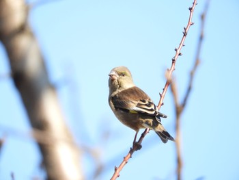 2019年1月13日(日) 神奈川県相模原市の野鳥観察記録