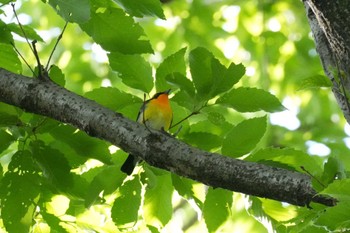 Narcissus Flycatcher 埼玉県 Fri, 5/3/2024