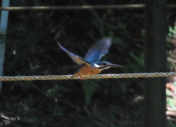 Common Kingfisher Machida Yakushiike Park Sat, 6/1/2024