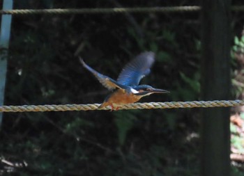 2024年6月1日(土) 薬師池公園の野鳥観察記録