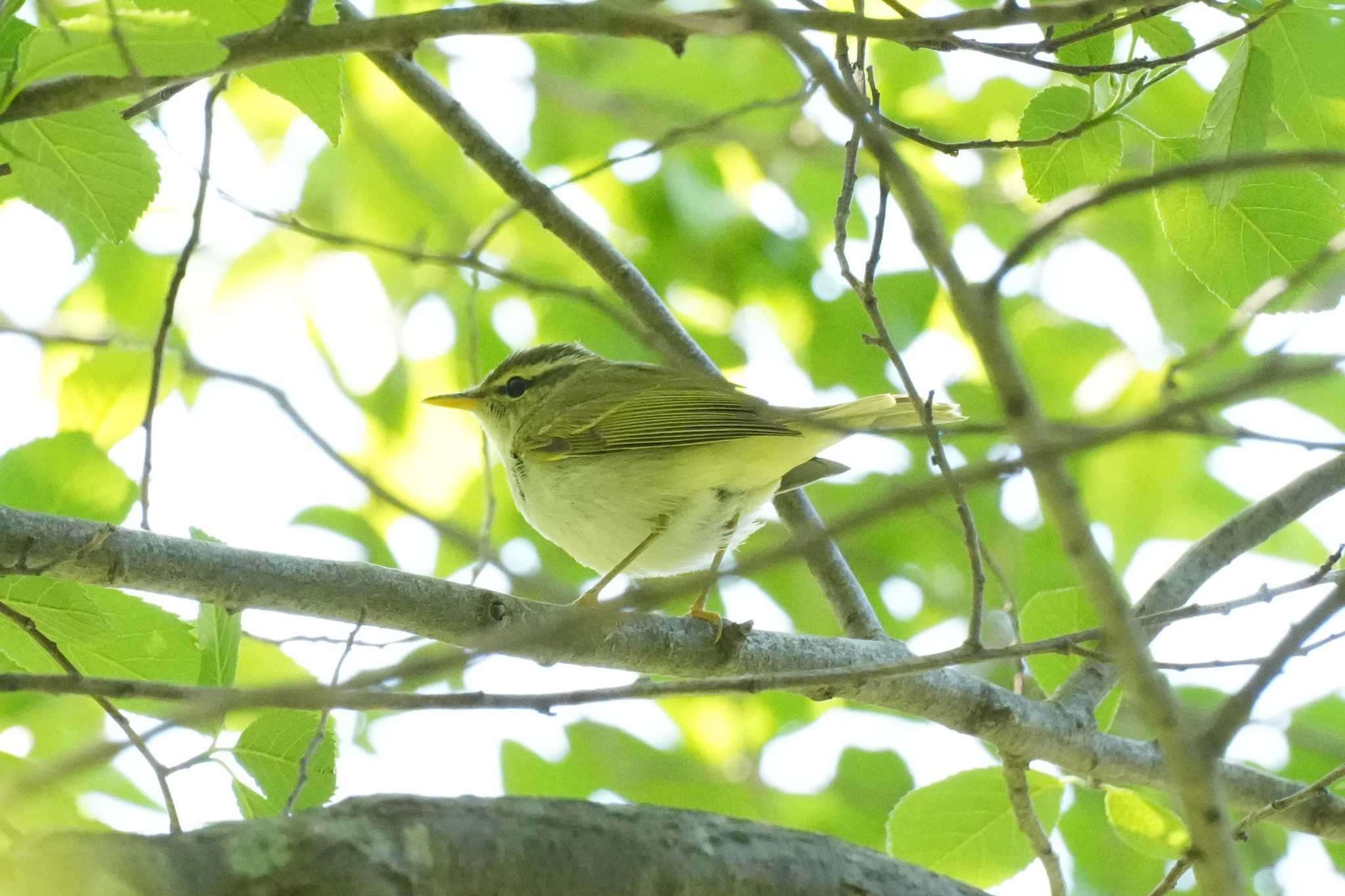 埼玉県 センダイムシクイの写真 by どばと