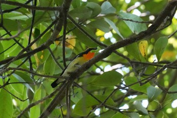 Narcissus Flycatcher 埼玉県 Fri, 5/3/2024