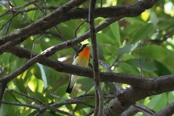 Narcissus Flycatcher 埼玉県 Fri, 5/3/2024