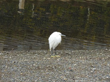 Little Egret 高野川（京都） Sun, 1/13/2019