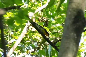 Narcissus Flycatcher 埼玉県 Sun, 5/5/2024