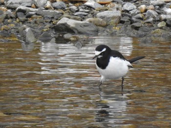 Japanese Wagtail 高野川（京都） Sun, 1/13/2019