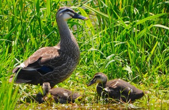 2024年6月1日(土) 万代池の野鳥観察記録