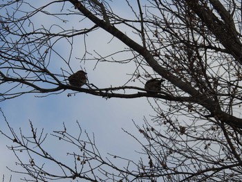 Eurasian Tree Sparrow 高野川（京都） Sun, 1/13/2019