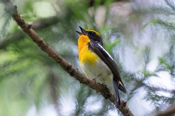 Narcissus Flycatcher Hayatogawa Forest Road Sat, 6/1/2024