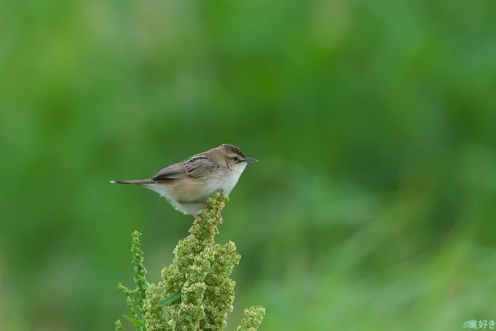 Zitting Cisticola