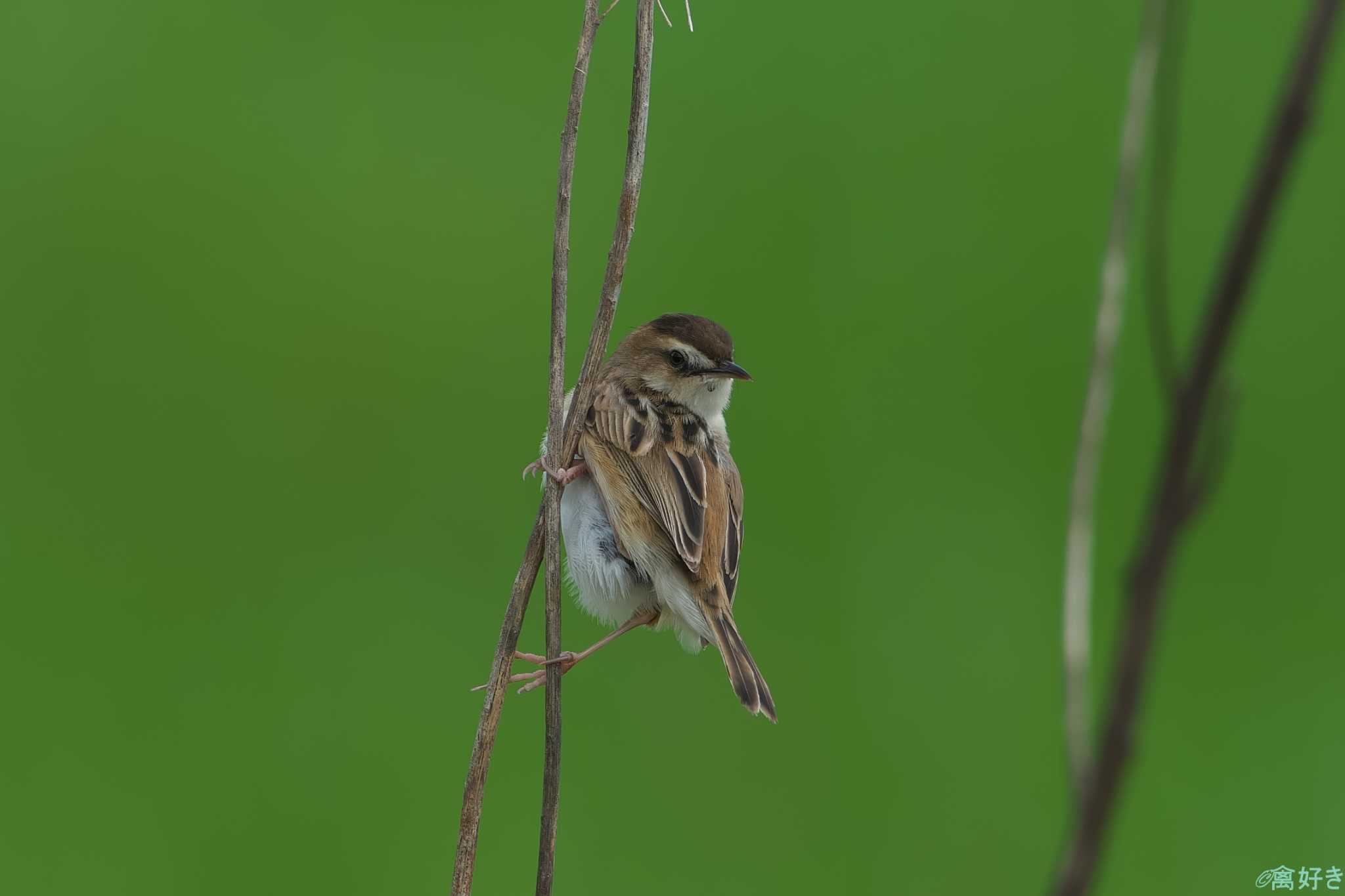 Zitting Cisticola