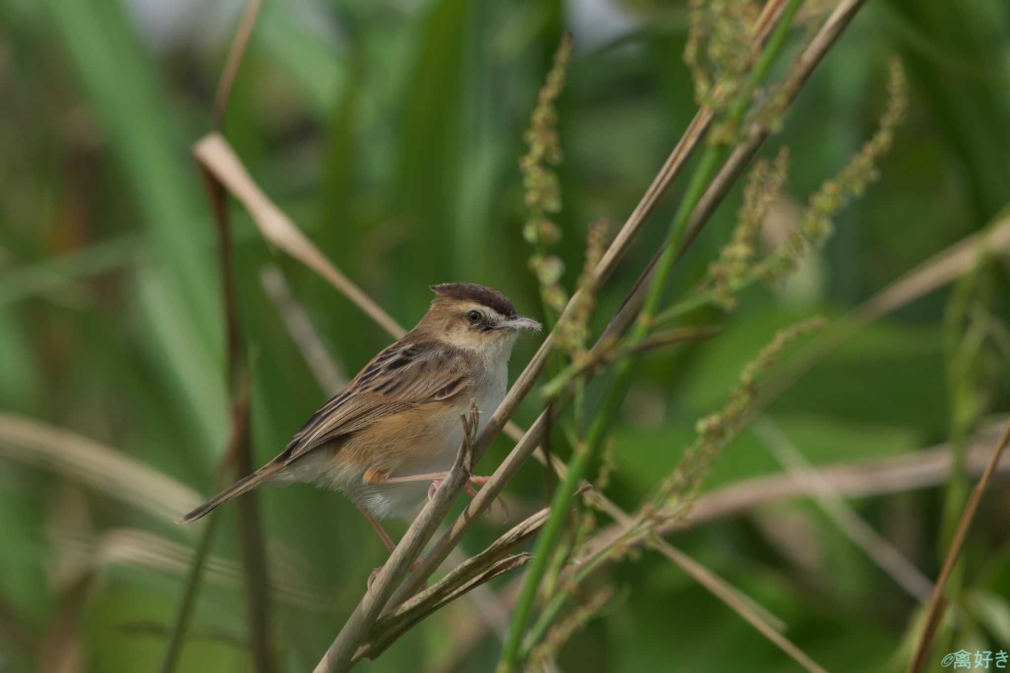 Zitting Cisticola