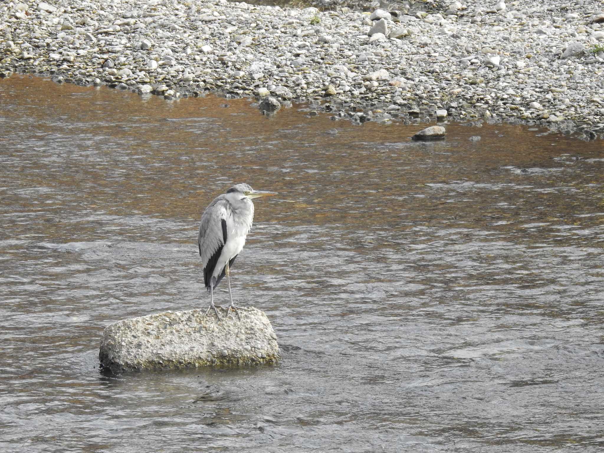 Photo of Grey Heron at 高野川（京都） by hideneil