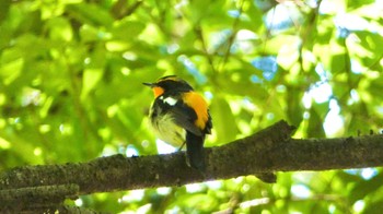 Narcissus Flycatcher 春日山原始林 Wed, 5/29/2024