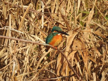 Common Kingfisher 高野川（京都） Sun, 1/13/2019